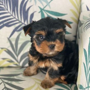 yorkie mixed puppies for sale mn