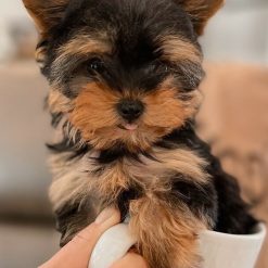 yorkie puppies for sale in texas