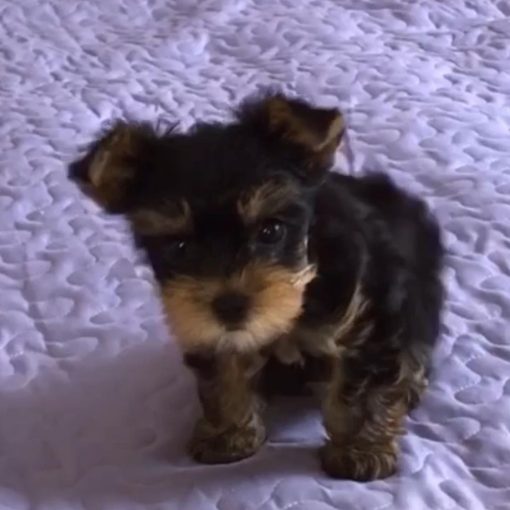 Riley - Image 2