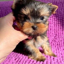 teacup yorkie puppies for sale florida