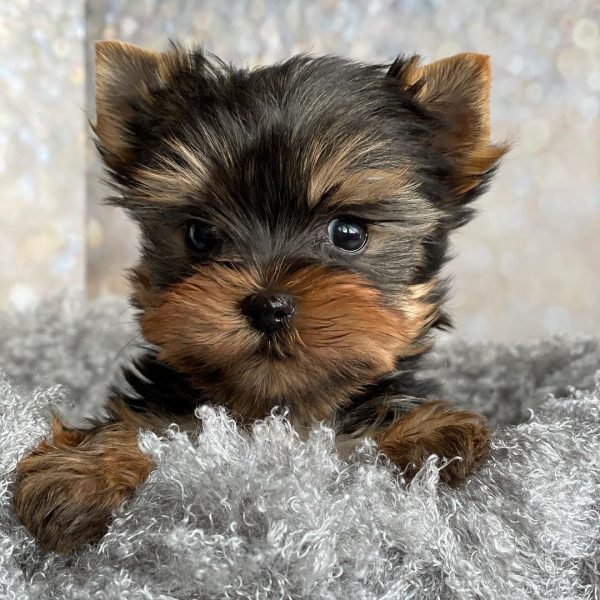 yorkie puppies for sale in oklahoma