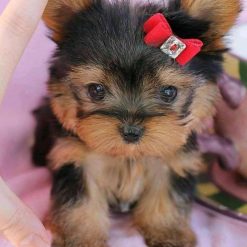 teacup yorkie puppies for sale