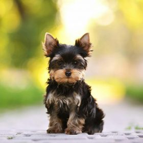 yorkies for sale bay area