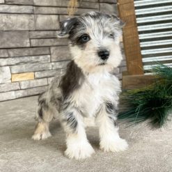 Miniature Schnauzer Puppies For Sale Cheap