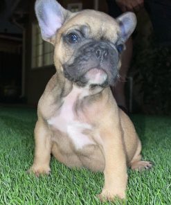 frenchie puppies for sale