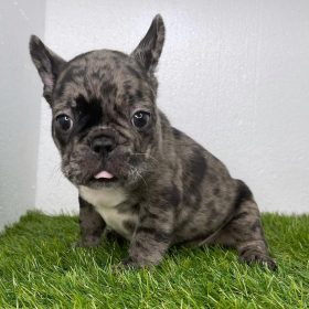 blue french bulldog puppies