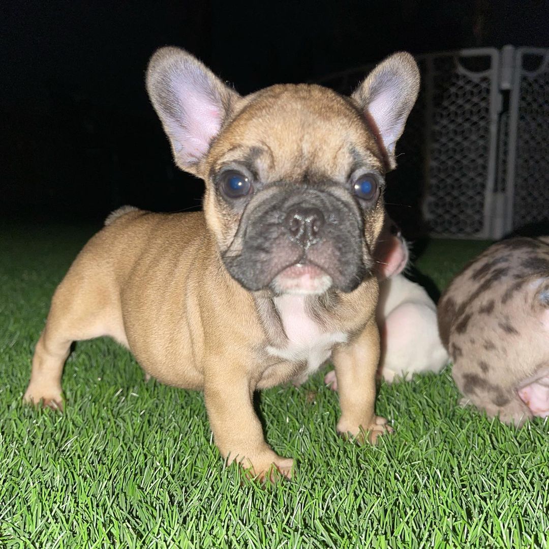 Frenchie Puppies For Sale/french Bulldog Puppies Near Me