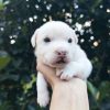 beagles for sale online