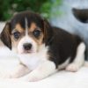 bluetick beagles for sale