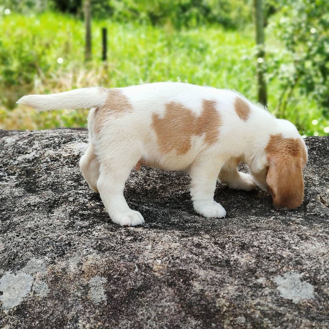 Pocket Beagles For Sale Near Me/pocket Beagles For Sale