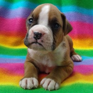 mini boxer puppies for sale