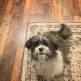 teacup morkie puppies for sale near me