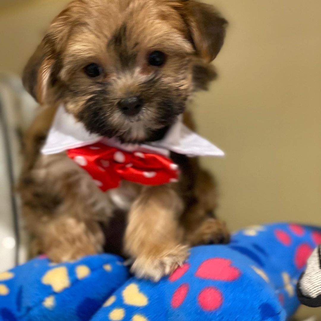 Morkies For Sale/morkies For Sale Near Me