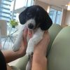 mini dachshund puppy for sale
