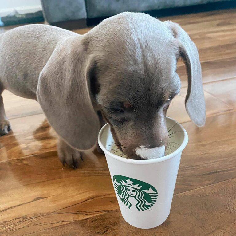 Weiner Dogs For Sale/long Haired Weiner Dogs For Sale