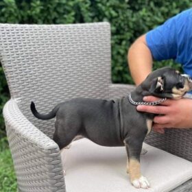 craigslist seattle pets