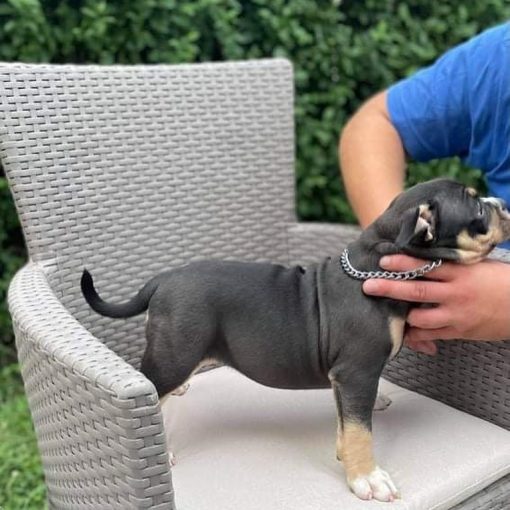 craigslist seattle pets