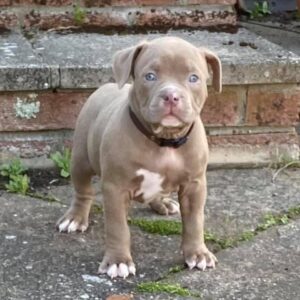 pitbull puppies for sale $300 near me