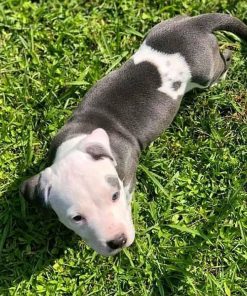white pitbull puppy for sale