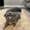 american bully for sale houston