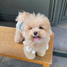 where to buy a cavapoo where to buy a cavapoo
