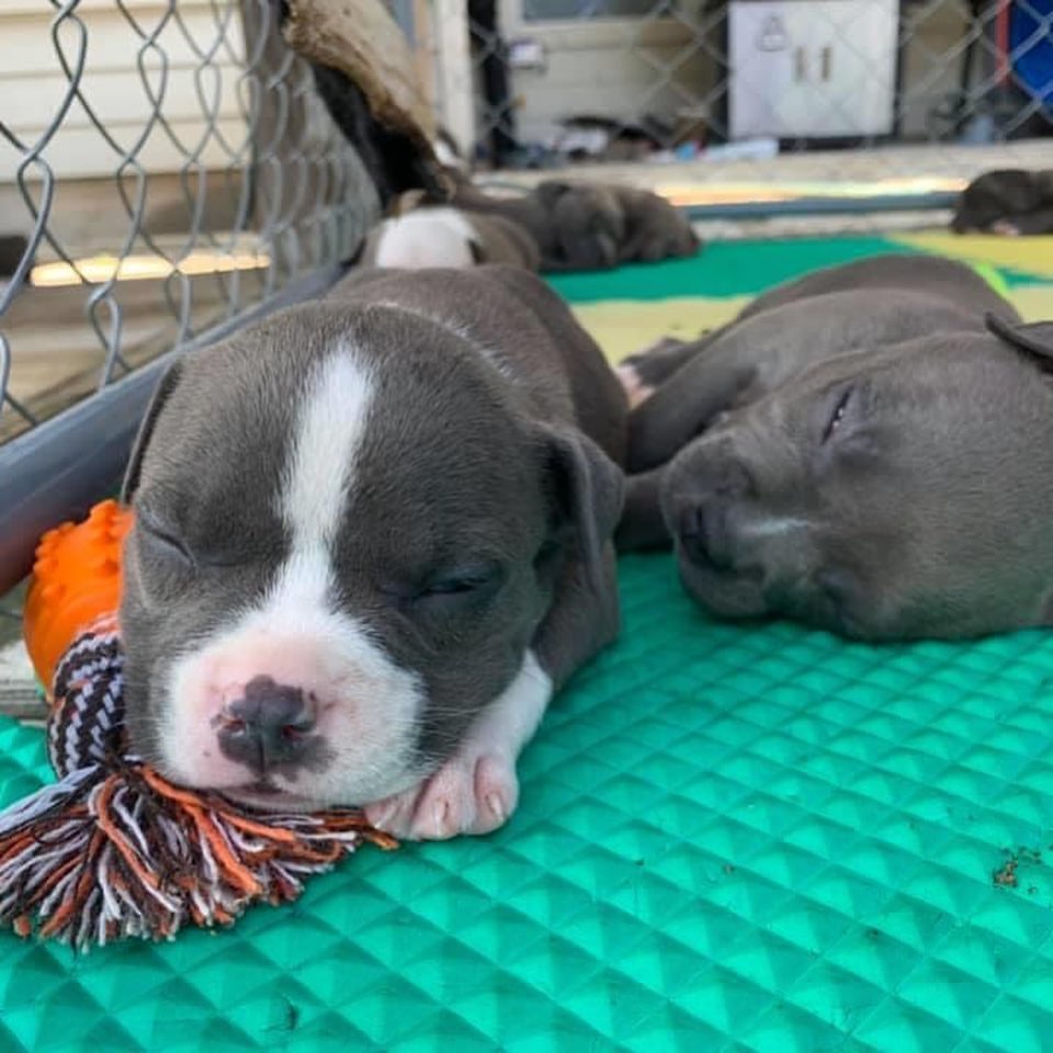 Pitbull Puppies For Sale New Jersey