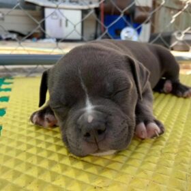 xxl bully pitbull puppies for sale xxl bully pitbull puppies for sale