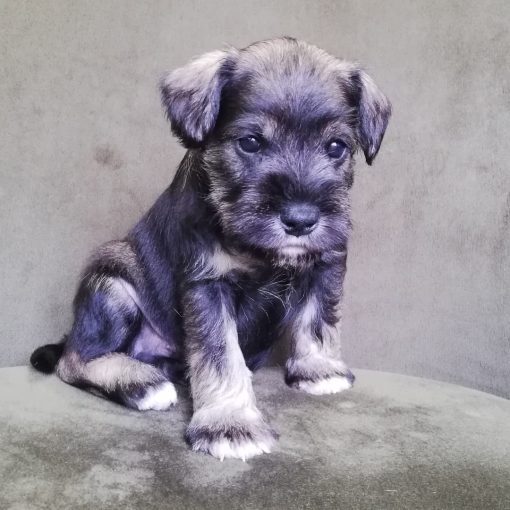 Schnauzer For Sale Near Me