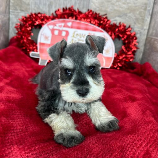 Mini Schnauzer Puppies For Sale