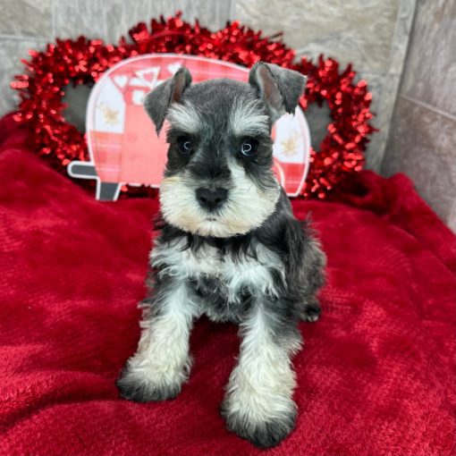 Mini Schnauzer Puppies For Sale