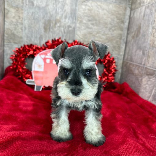 Mini Schnauzer Puppies For Sale