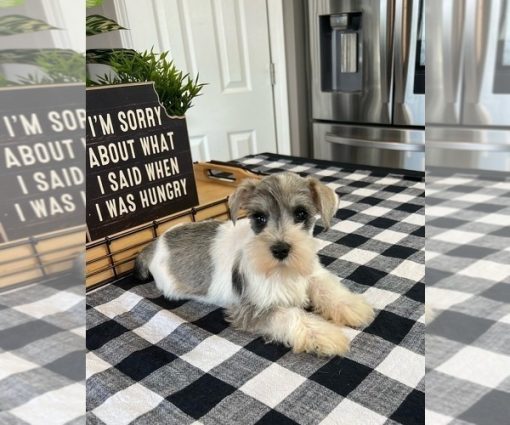 Miniature schnauzer puppy for sale