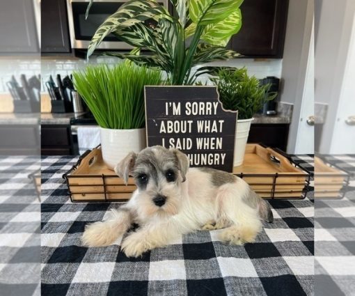 Miniature schnauzer puppy for sale