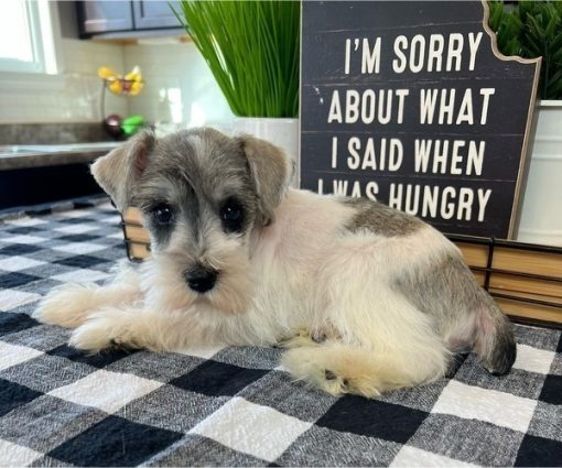 Miniature schnauzer puppy for sale