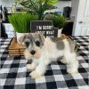 Miniature schnauzer puppy for sale
