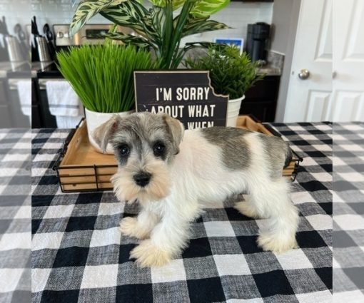 Miniature schnauzer puppy for sale