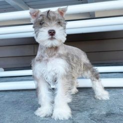 Miniature schnauzer puppies for sale in florida