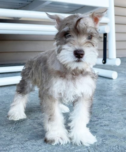 Miniature schnauzer puppies for sale in florida