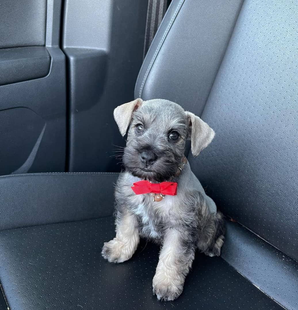 Schnauzers For Sale/miniature Schnauzer St Louis