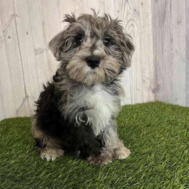 Schnauzer Puppies For Sale Near Me