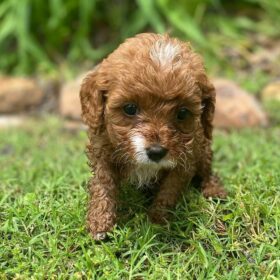 teacup cavapoo puppies for sale