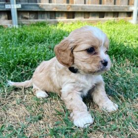 cavapoo puppies for sale near me cavapoo puppies for sale near me