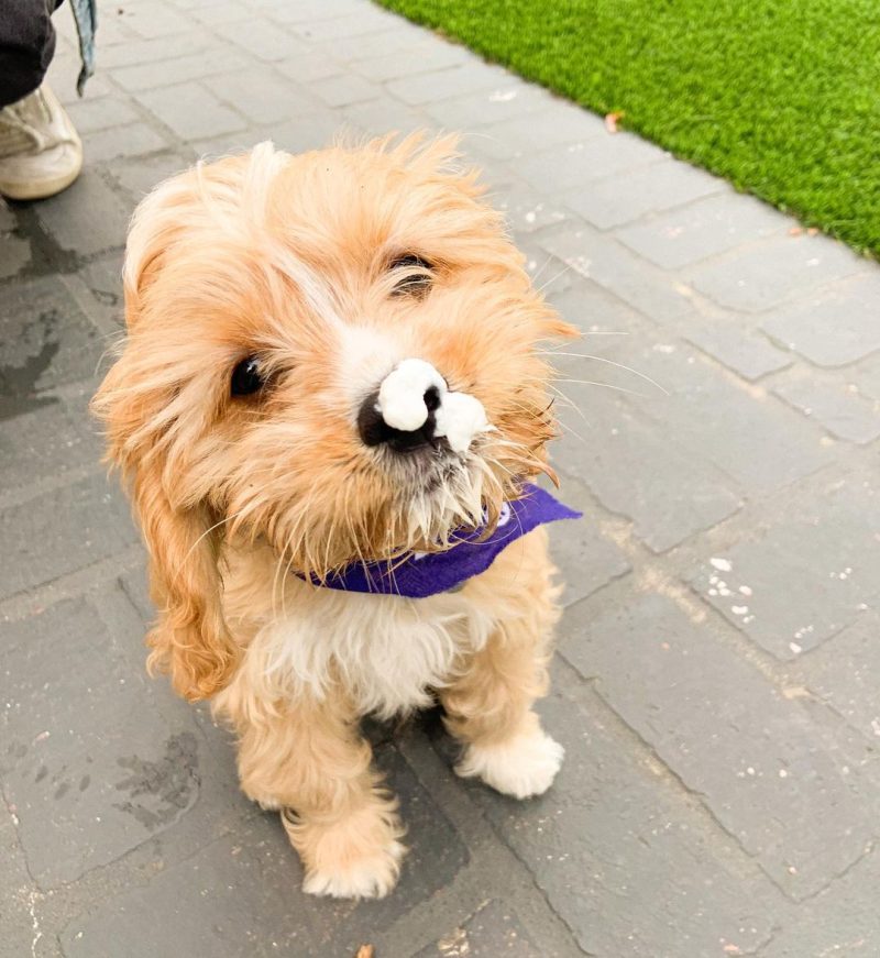 Mini Cavapoo Puppies For Sale/toy Cavapoo Puppies For Sale