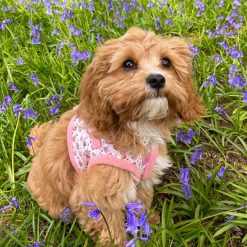 Cavapoo puppies for sale maryland
