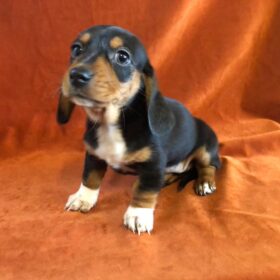 dachshund puppies for sale indiana