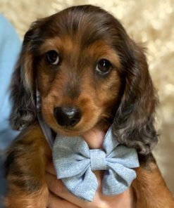 dachshund puppies for sale in ny