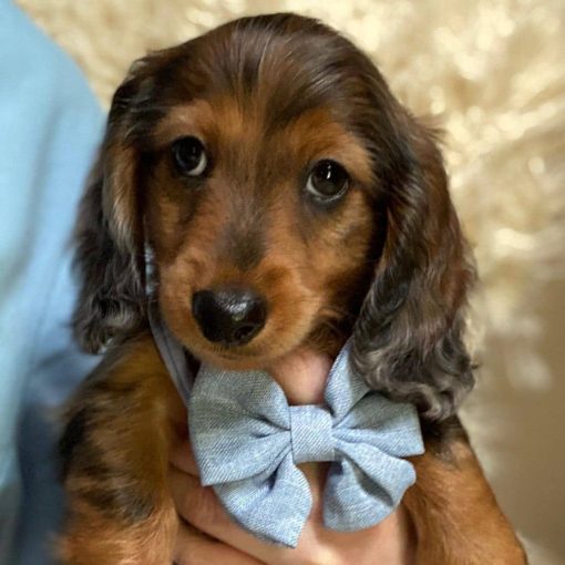 dachshund puppies for sale in ny