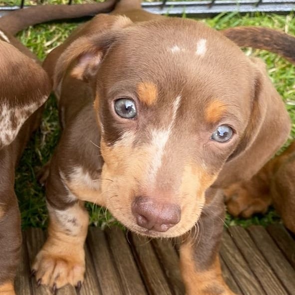 dachshund puppies colorado