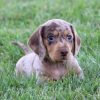 miniature long haired dachshund puppies