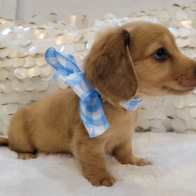 dachshund puppies for sale sc